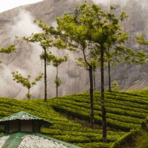 Kerala, Karnataka – Dual State Package (6 Nights 7 Days) Munnar, Thekkadi, Alappuzha, Wayanad, Mysore (Package code: 102)
