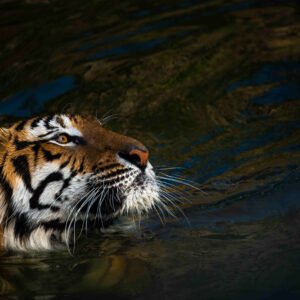 Kerala, Karnataka – Dual State Package (5 Nights 6 Days) Wayanad, Coorg, Mysore (Package code: 104)