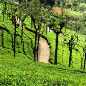 Kerala, Karnataka, Tamil Nadu – Tri State Package (5 Nights 6 Days) Wayanad, Ooty, Mysore (Package code: 110)