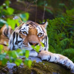 Kerala, Karnataka – Dual State Package (2 Nights 3 Days) Wayanad, Mysore (Package code: 107)