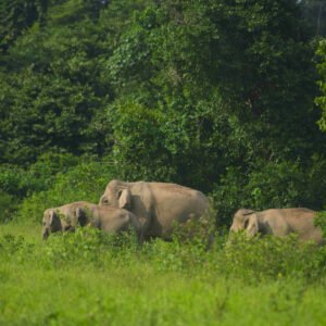 Kerala, Karnataka, Tamil Nadu – Tri State Package (6 Nights 7 Days) Wayanad, Ooty, Mysore and Coorg (Package code: 111)