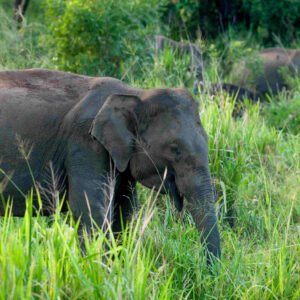 Kerala, Karnataka, Tamil Nadu – Tri State Package (4 Nights 5 Days) Wayanad, Ooty, Mysore (Package code: 109)