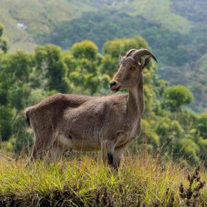 Kerala, Karnataka, Tamil Nadu – Tri State Package (3 Nights 4 Days) Wayanad, Ooty, Mysore (Package code: 108)