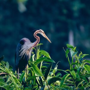 Feather Facts Deep Dive – Birdwatching into the jungles of Kerala The Art and Science of Enjoying the Birds - 6 Night 7 Day. (Package code: 124)
