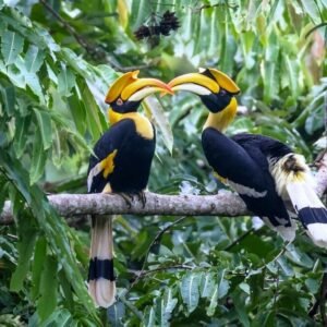 Feather Facts 1 Bird watching in Wayanad The Art and Science of Enjoying the Birds   - 2 Night / 3 Day. (Package code: 118)