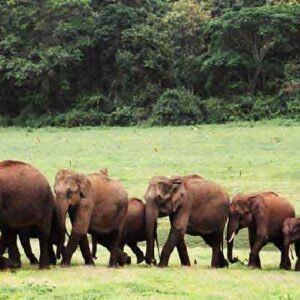 Experience the Tiger tracks! Munnar-Periyar Wildlife Jungle Safari Package  - 2 Night 3 Day. (Package code: 120)