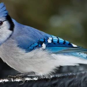 Feather Facts South  Bird watching in South Kerala The Art and Science of Enjoying the Birds - 4 Night 5 Day. (Package code: 123)
