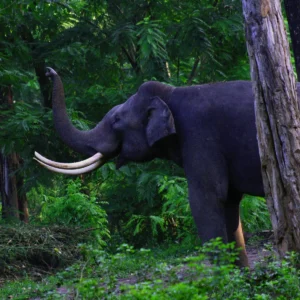 Enthralling Wayanad  Wayanad Wildlife Jungle Safari Package - 2 Night 3 Day. (Package code: 121)
