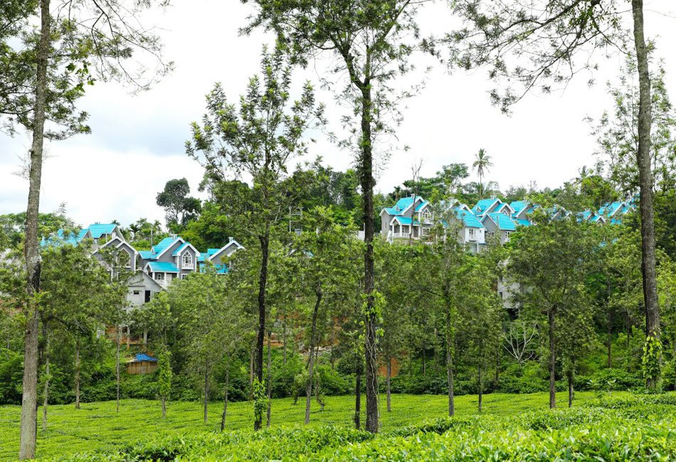 in-forest-view