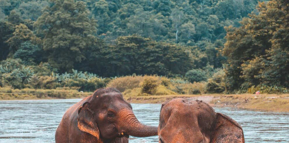 asian-elephant-in-a-nature-at-deep-forest-in-thail-2025-02-11-09-29-34-utc-min