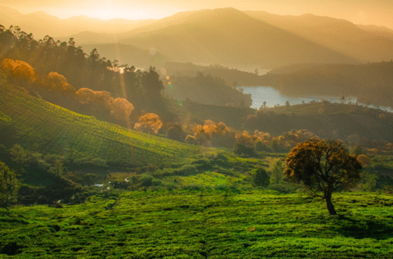 Ooty + Coonoor + Kodaikanal – 4N/5D Misty Highlands Luxury Retreat