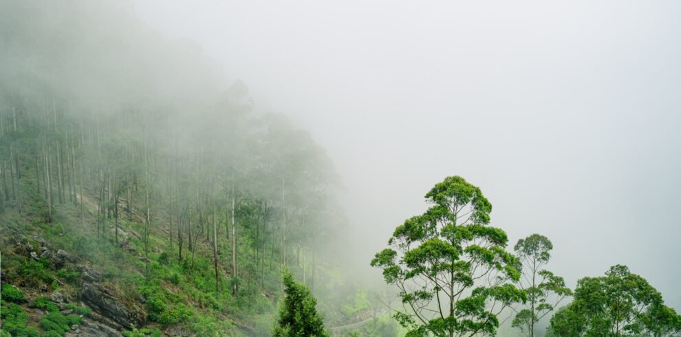 beautiful-landscape-view-in-haputale-tea-plants-2024-10-13-03-35-27-utc-min