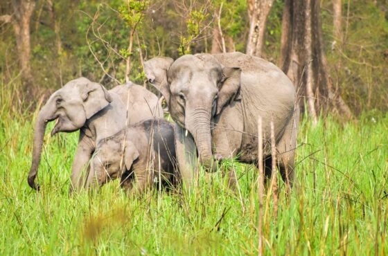Kabini Wildlife Safari