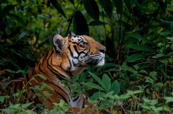 Nagarhole Wildlife Safari