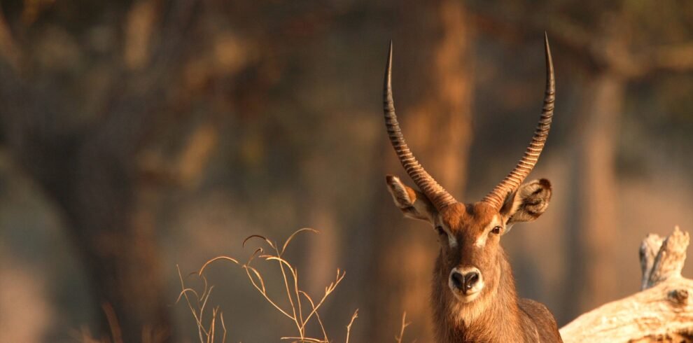 portrait-of-alert-waterbuck-bull-kobus-ellipsipry-2025-04-04-21-11-47-utc (1)